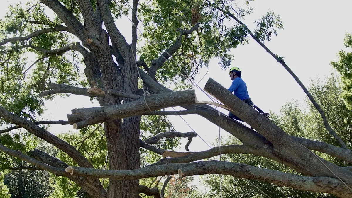 Professional Crown Thinning performed by certified arborists in Glen Jean