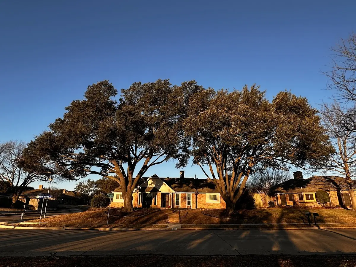 Established residential canopy tree shading a home in Glen Jean